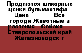 Продаются шикарные щенки бульмастифа › Цена ­ 45 000 - Все города Животные и растения » Собаки   . Ставропольский край,Железноводск г.